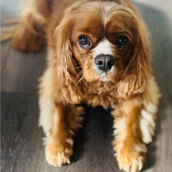 Meet your Posher! - Picture 1 of 1